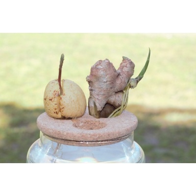 ginger_and_avocado_in_small_greens_130mm_base_with_cork_insert