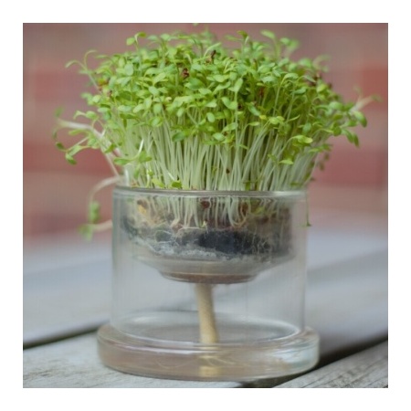micro_greens1-1_1362957965