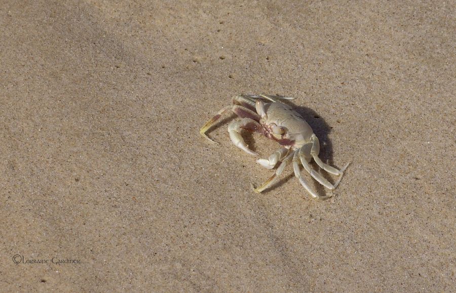 Crab