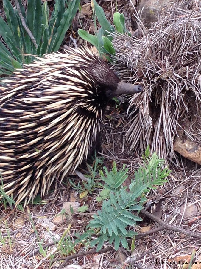 Echidna Mt Canobolas