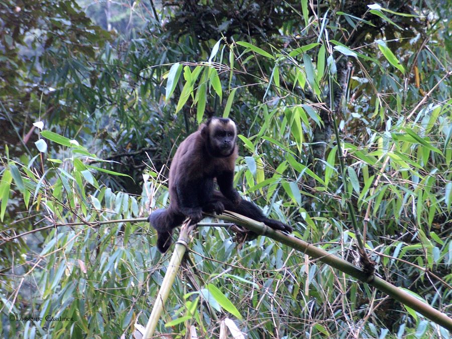 Monkey Amazon Peru