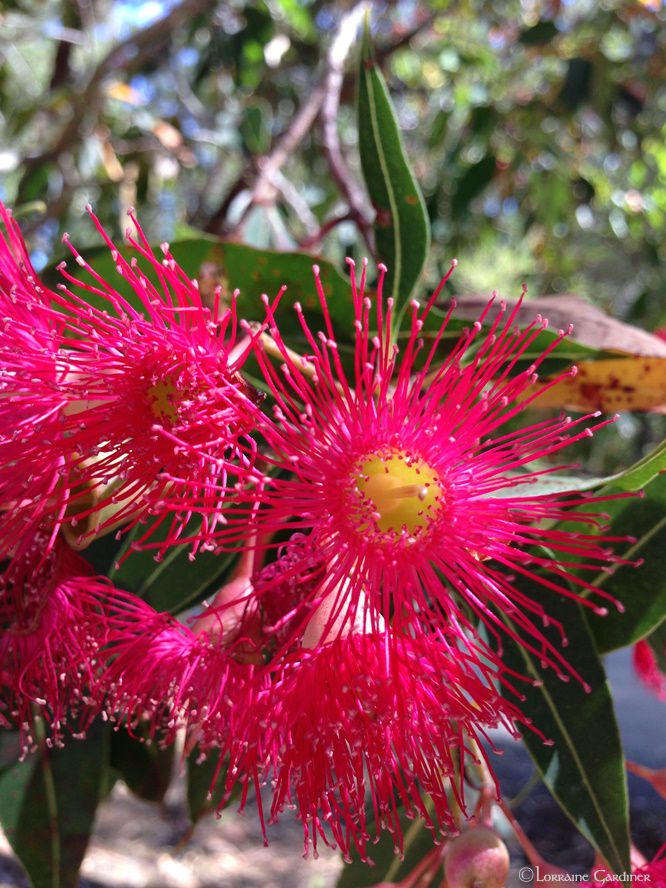 Eucalyptus Blooms