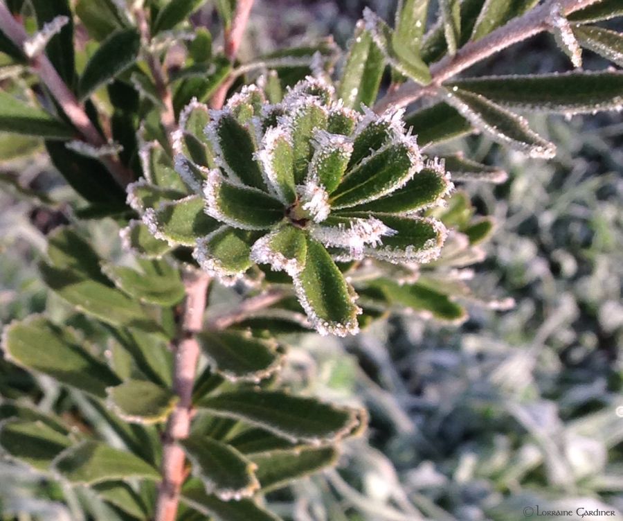 Frosty Morning