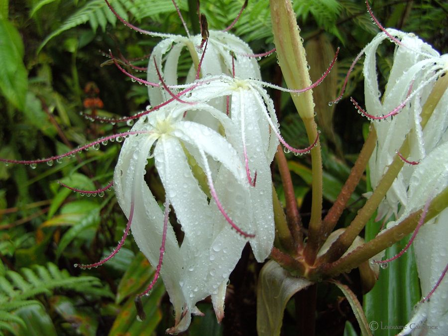 Lily Peru