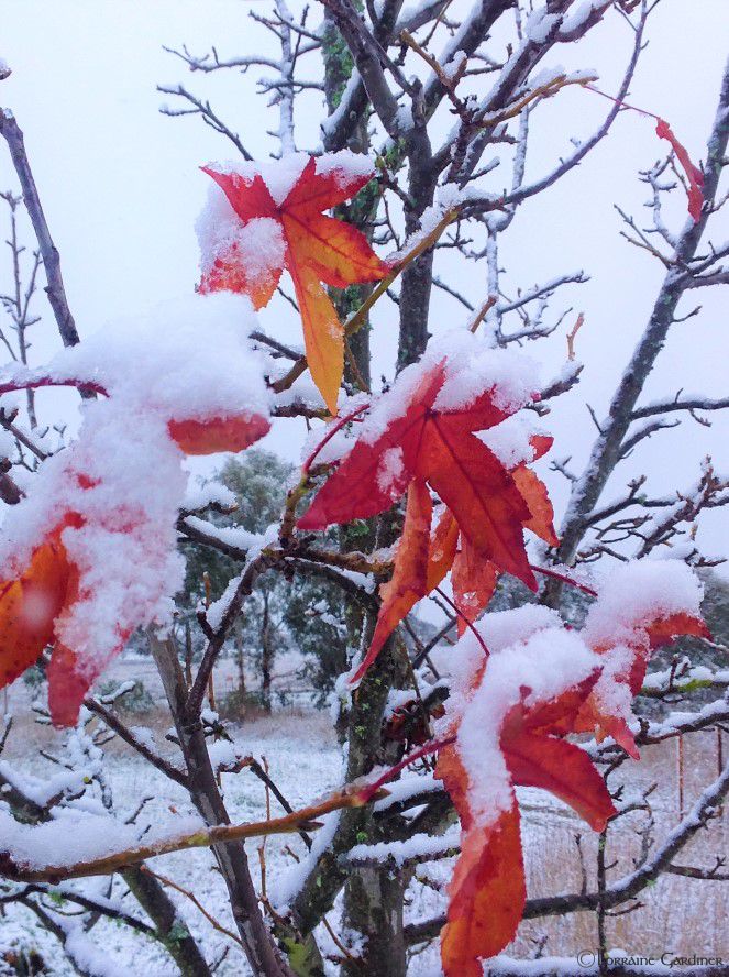 Snow in Autumn