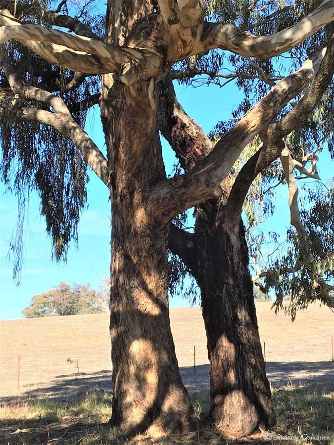 Trees Entwined