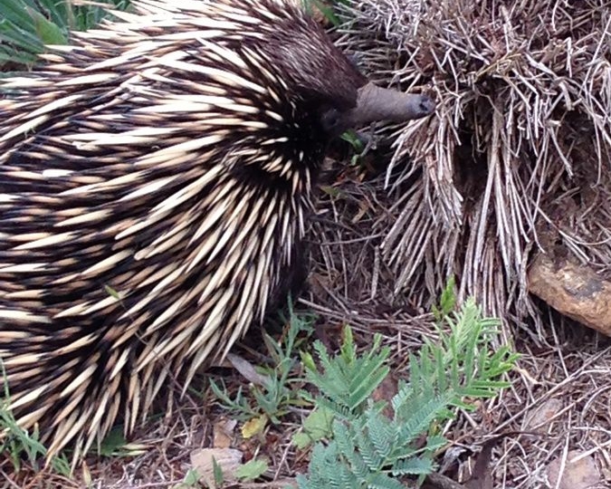 Echidna Mt Canobolas