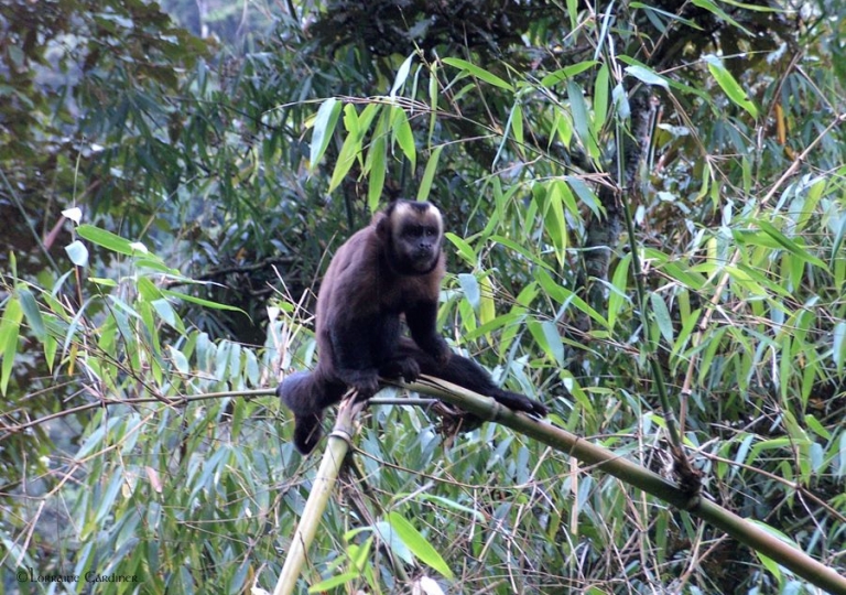 Monkey Amazon Peru