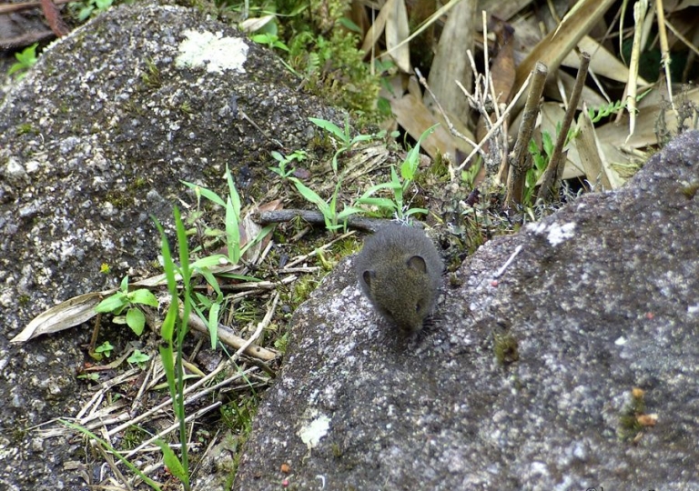 Native Mouse Peru