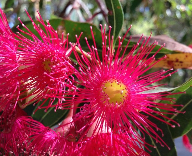 Eucalyptus Blooms