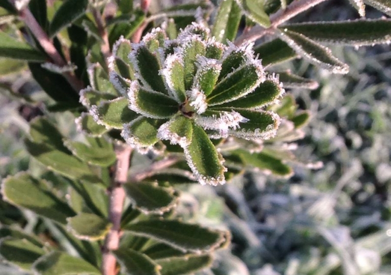 Frosty Morning