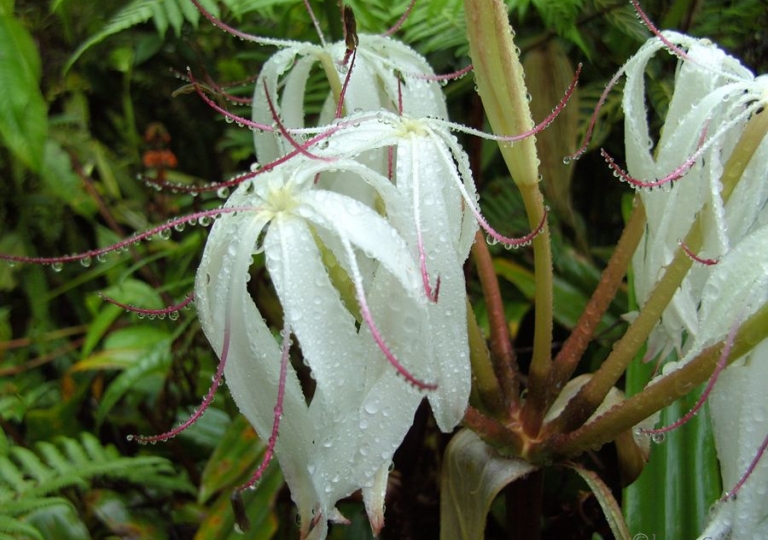 Lily Peru