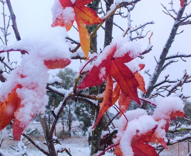 Snow in Autumn