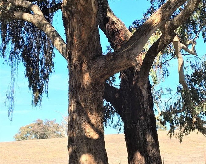 Trees Entwined